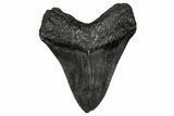 Bargain, Fossil Megalodon Tooth - Serrated Blade #345782-2